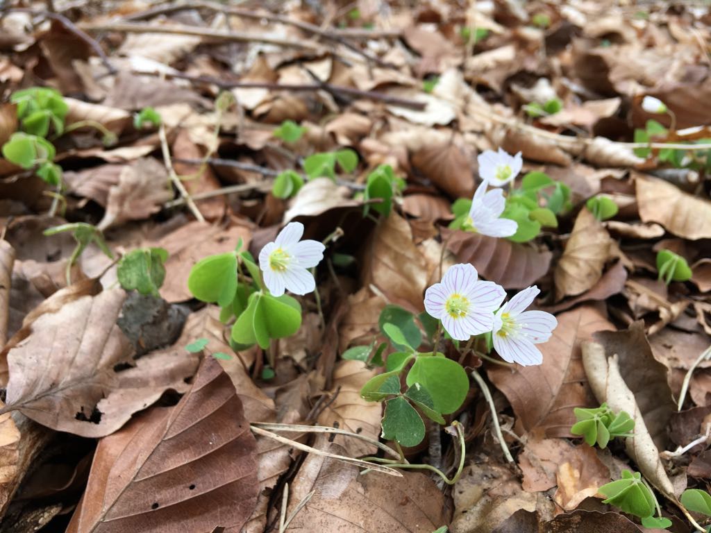 2018 04 15 photo 00000180