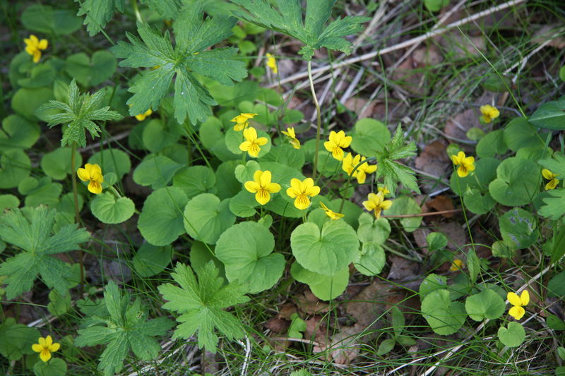 bergviooltje