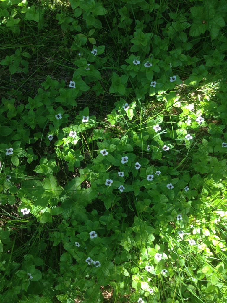bes bloem zweedse kornoelje