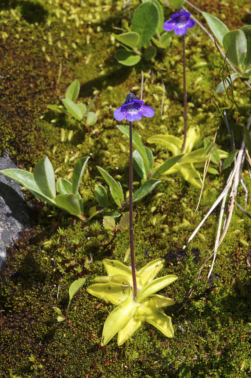 bpinguicula vulgaris lc0331