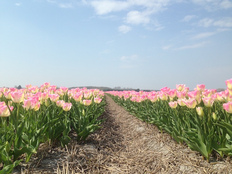 lente4303