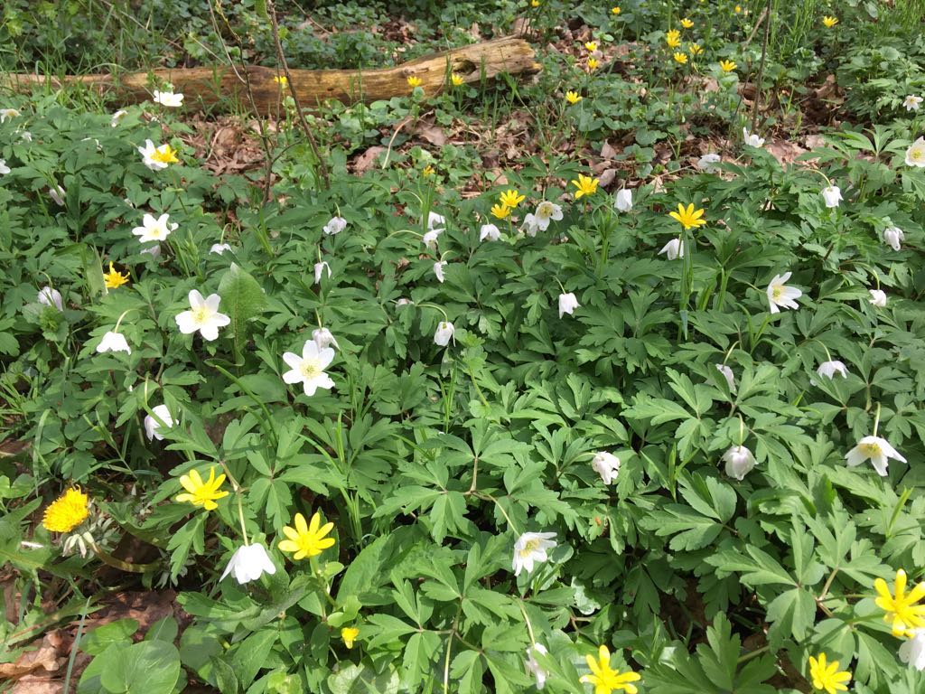 lente 2018 04 15 photo 00000176