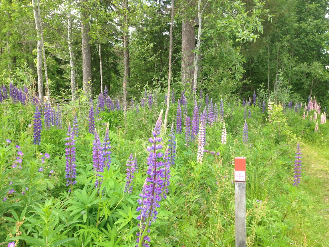 lupine