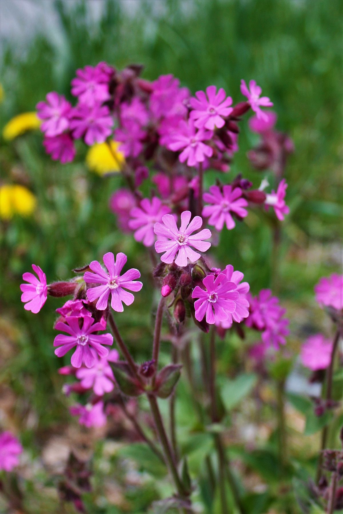rdagkoekoeksbloem