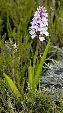 rgevlekte orchis
