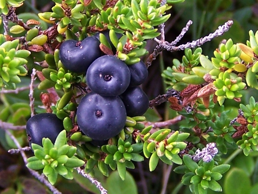 rkraaihei