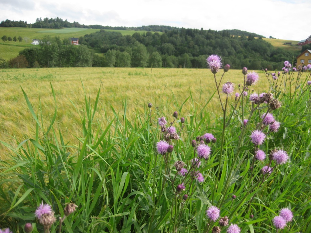 rsombere vederdistel