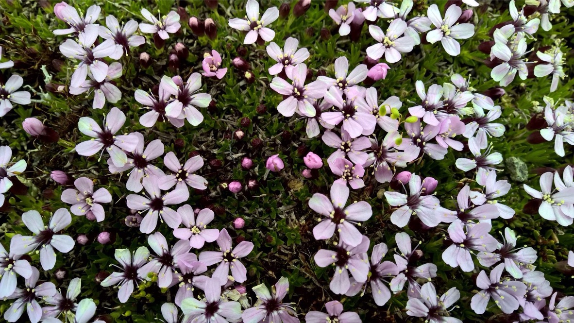 rstengelloze silene