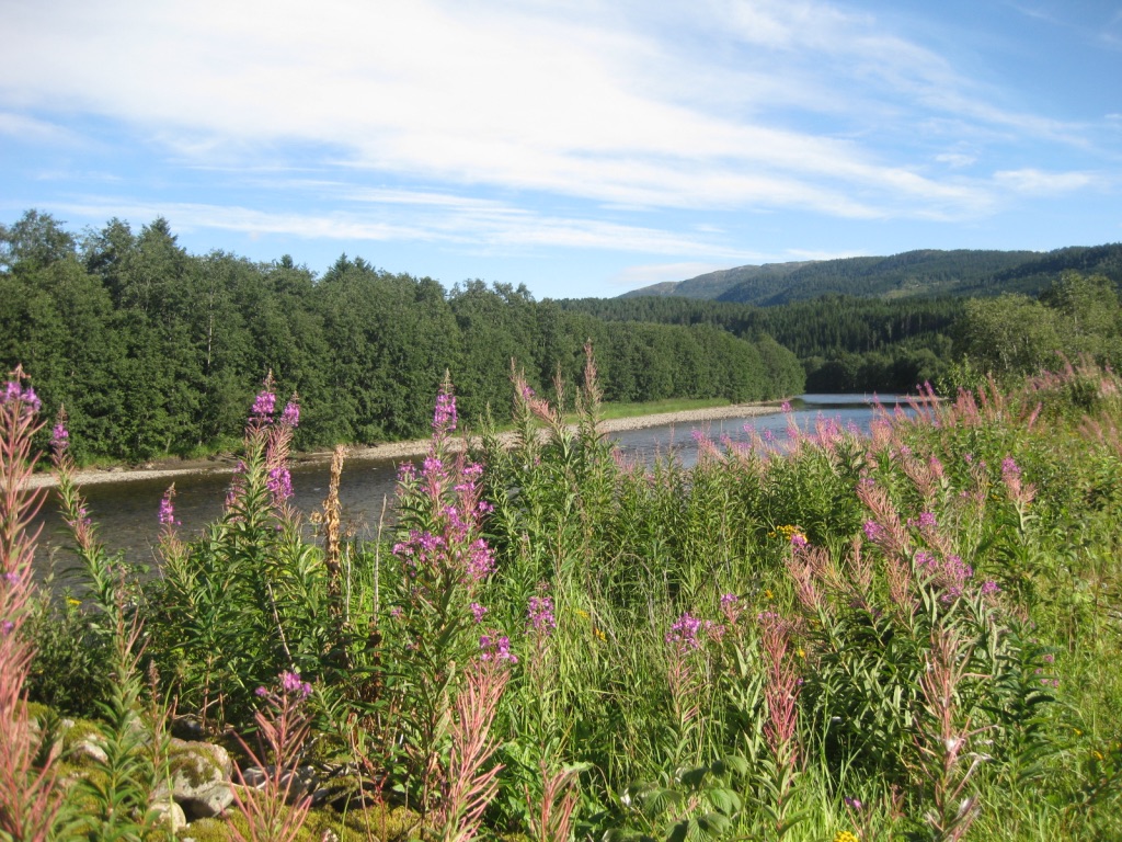 rwilgenroosje2