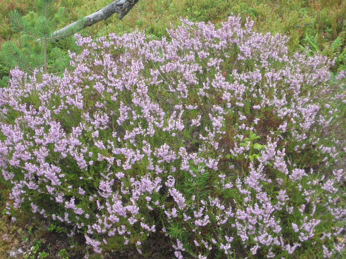 struikhei3729