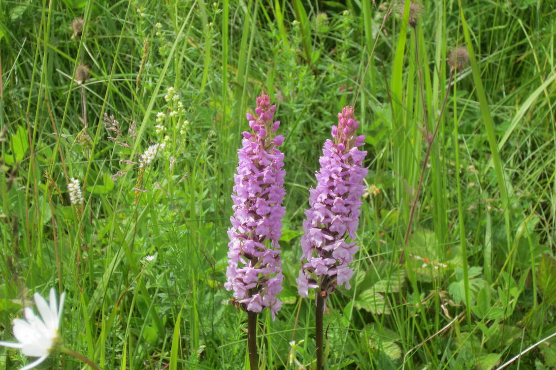 wespenorchis