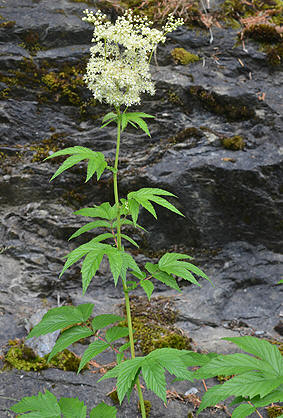 wmoerasspirea