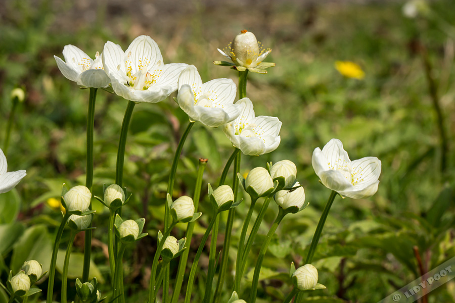 wparnassia