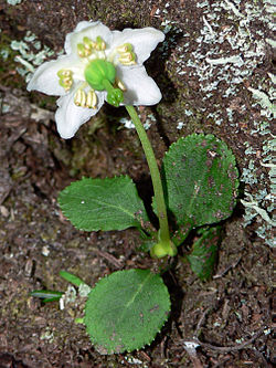 wwintergroen