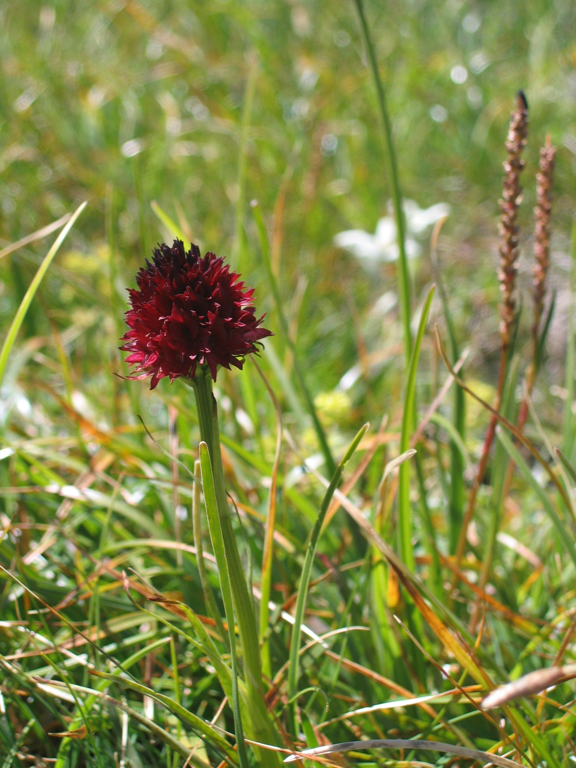 zwarte vanilleorchis